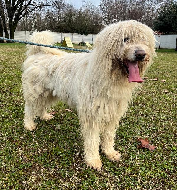 BELLE BELLISSIMO MAREMMANO Foto 9